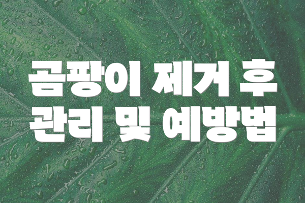 곰팡이 제거 후 관리 및 예방법