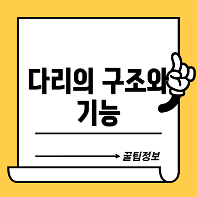 다리의 구조와 기능