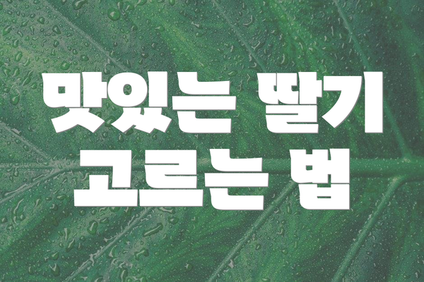 맛있는 딸기 고르는 법